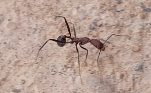 Aphaenogaster fallaxAphaenogaster fallax