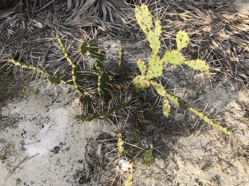 Florida Pricklypear