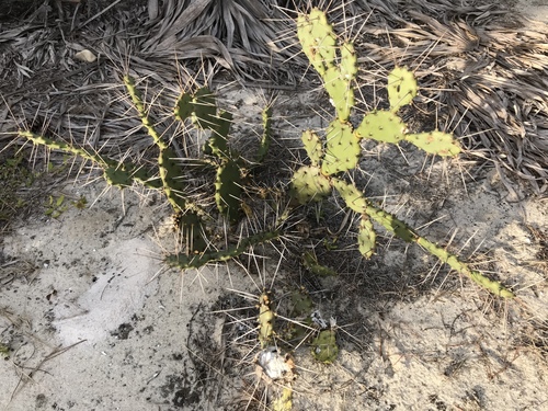 Representative image of Opuntia austrina