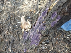 Fungi