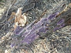 Fungi