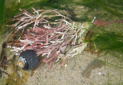 photo of Black Tegula (Tegula funebralis)