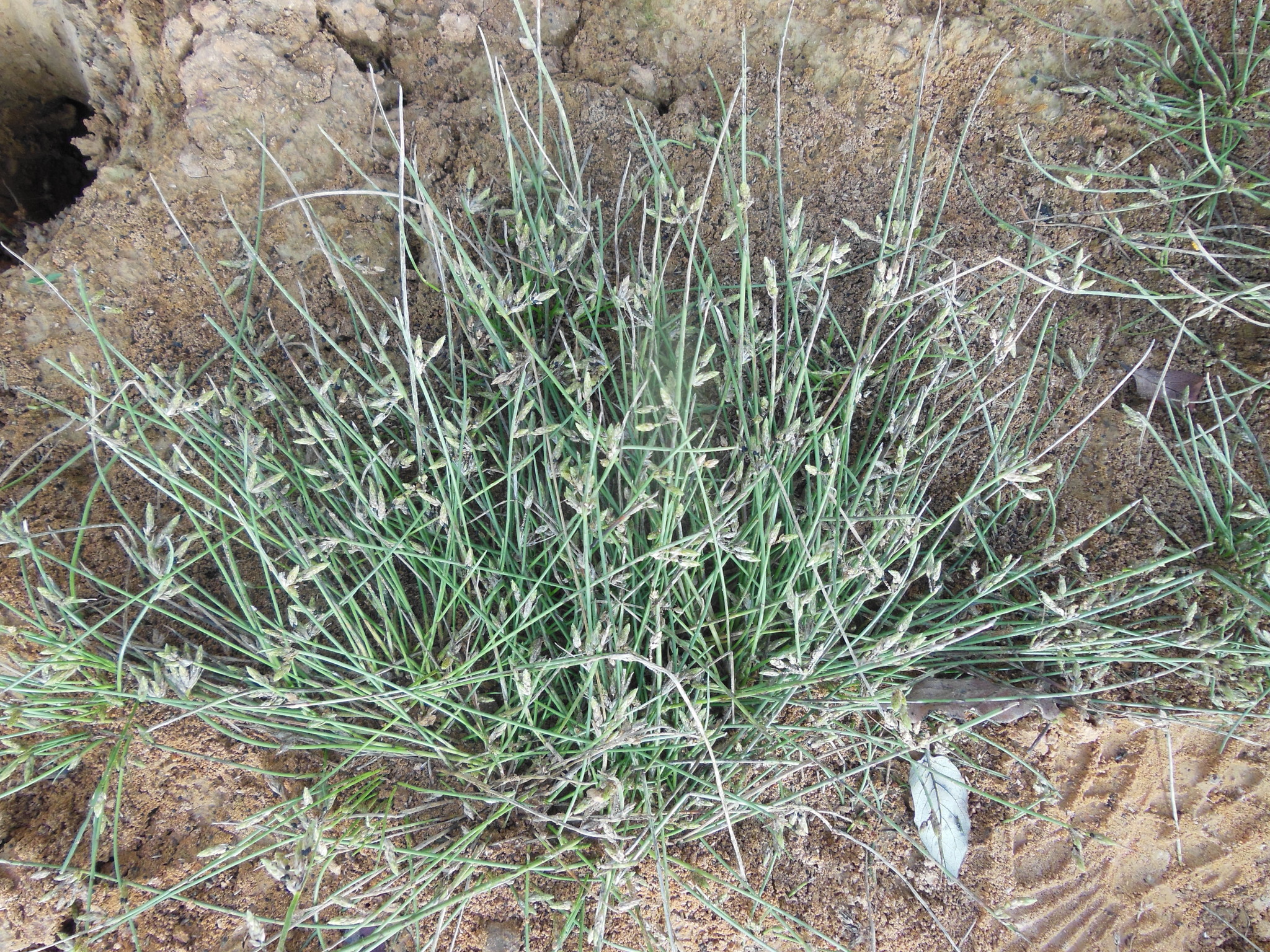 Schoenoplectiella hallii