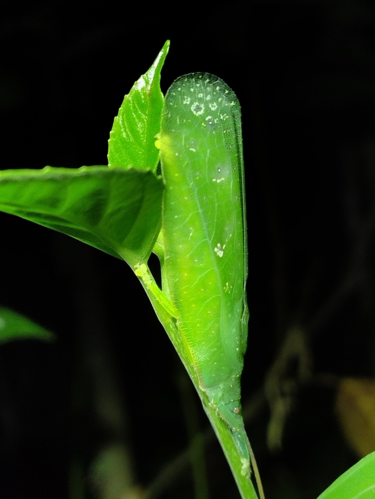 Phyllomimus inversus from Bukit Raja, Selangor, Malaysia on July 16 ...