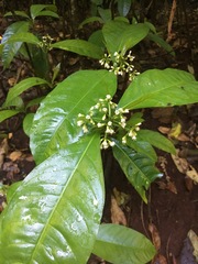 Eumachia frutescens