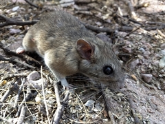 Peromyscus labecula
