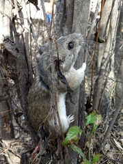 Peromyscus labecula