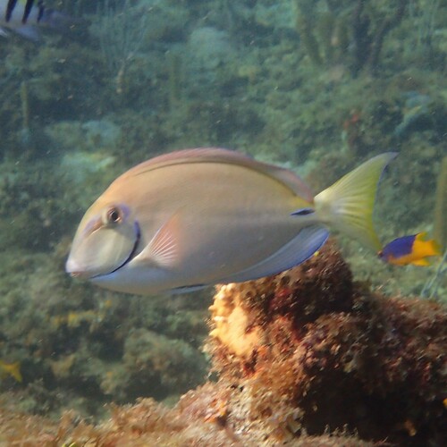 Caribbean Ocean Surgeonfish