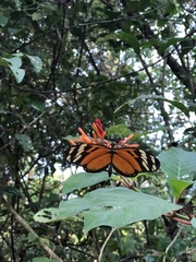 Heliconiini