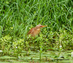 Ixobrychus cinnamomeus