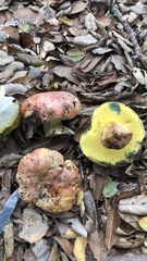 Butyriboletus querciregius