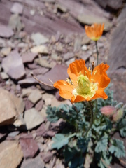Papaver pygmaeum