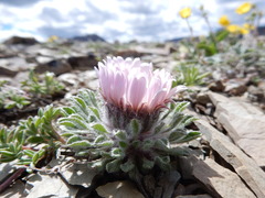 Townsendia condensata
