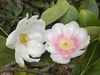 Clusia grandiflora - Photo (c) botanymiguelnino, some rights reserved (CC BY-NC)