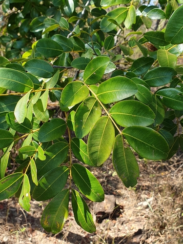 Image of Copaifera langsdorffii by (c) João Arthur Rabello, some rights reserved (CC BY)