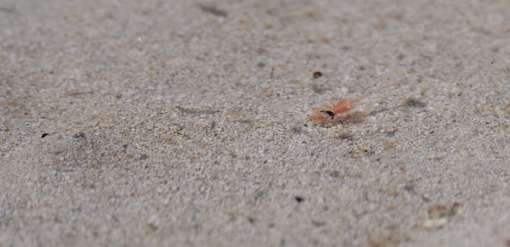Artemia monica Verrill, 1869