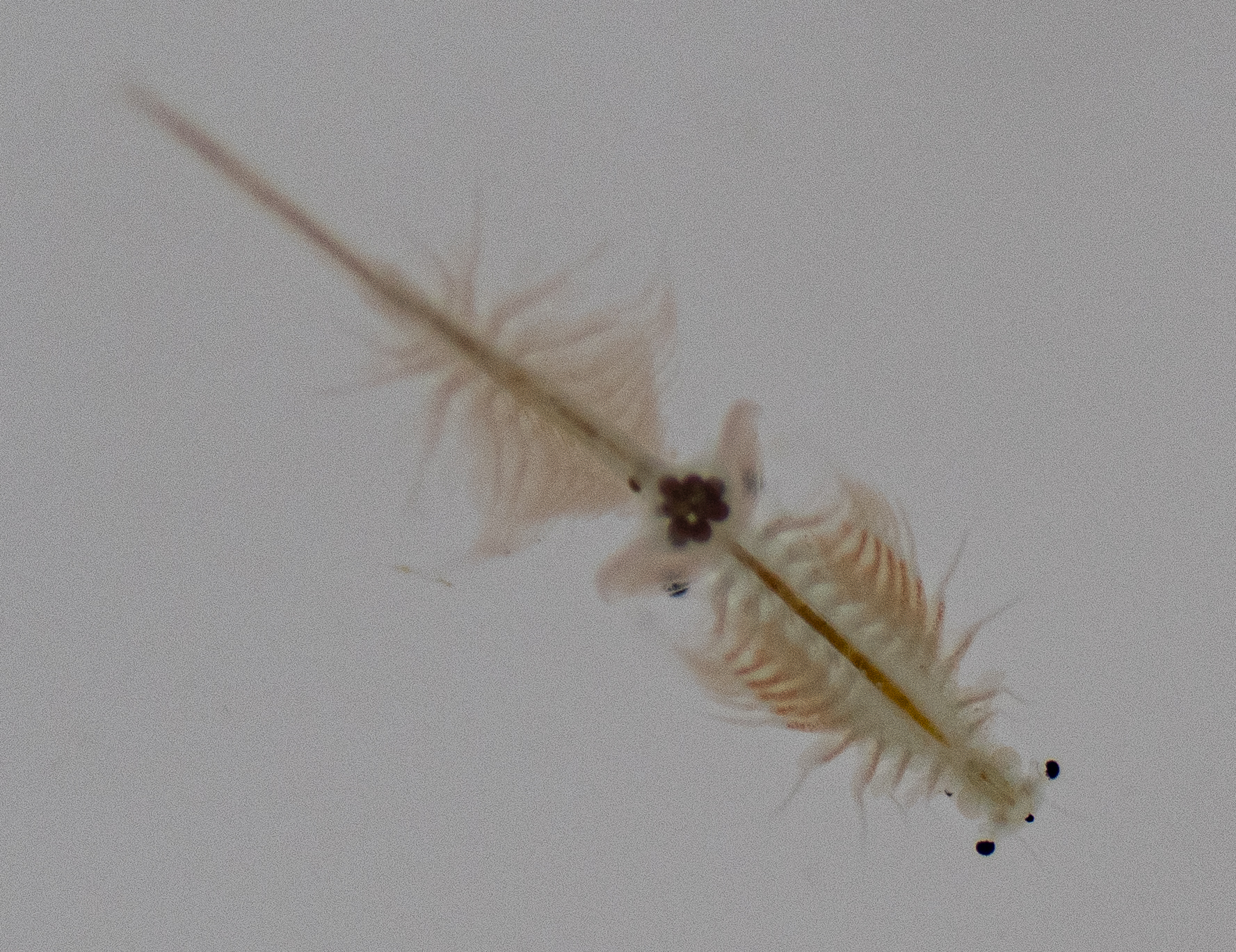 Artemia monica Verrill, 1869