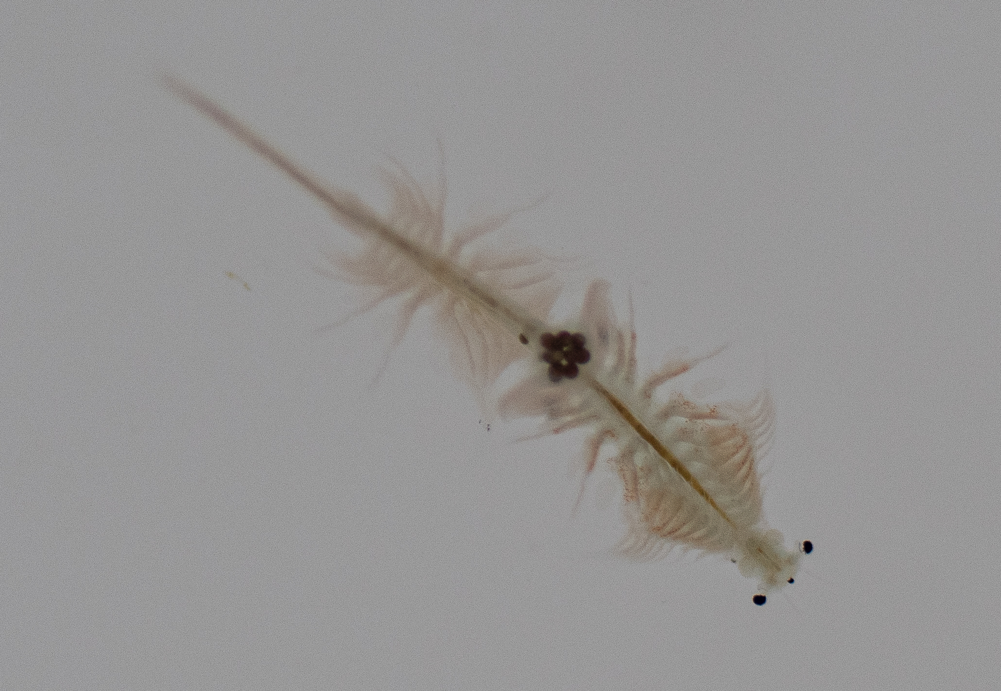 Artemia monica Verrill, 1869