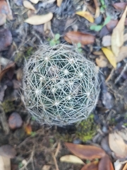 Escobaria missouriensis