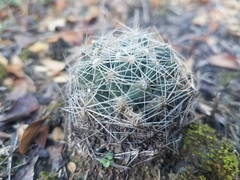 Escobaria missouriensis