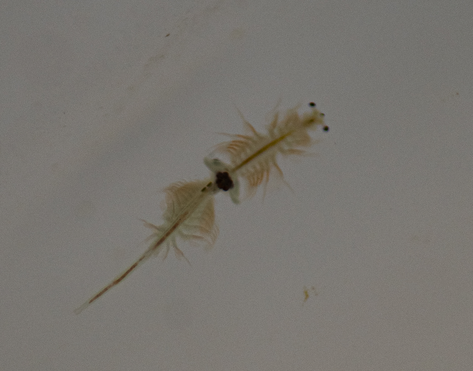 Artemia monica Verrill, 1869