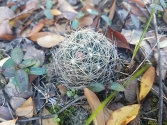 Escobaria missouriensis