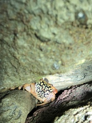 Geograpsus lividus