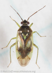 Orthops scutellatus