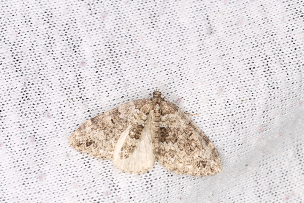 Colostygia kollariaria