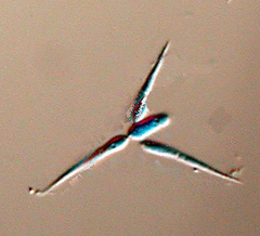 Tricellula