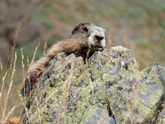 Marmota olympus