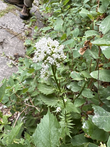 Valeriana officinalis