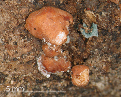 Trichoderma composticola