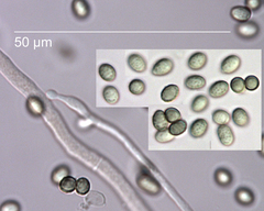 Trichoderma composticola