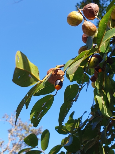 Image of Copaifera langsdorffii by (c) João Arthur Rabello, some rights reserved (CC BY)