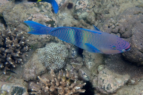Scarus persicus