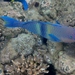 Persian Parrotfish - Photo (c) nicolacrockford, some rights reserved (CC BY-NC), uploaded by nicolacrockford