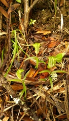 Pterostylis brumalis