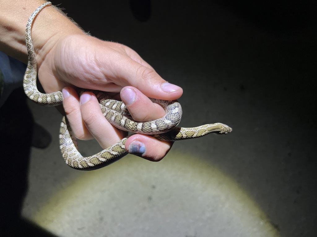 Kansas Glossy Snake in July 2023 by Hunter D. Johnson. Why are you out ...