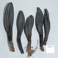 Trichoglossum walteri image
