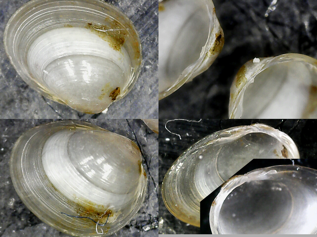 Euglesa pulchella