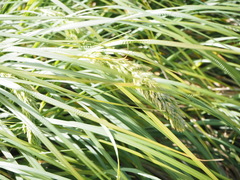 Poa foliosa