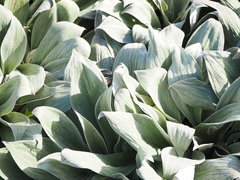 Pleurophyllum hookeri