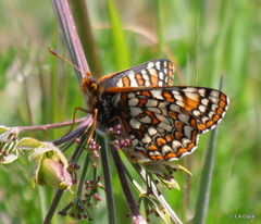 Euphydryas editha bayensis
