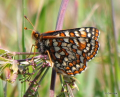 Euphydryas editha bayensis