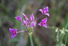 Allium peninsulare
