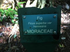 Ficus henneana