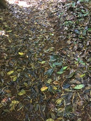 Ficus henneana