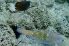 Gulf Parrotfish photo 3