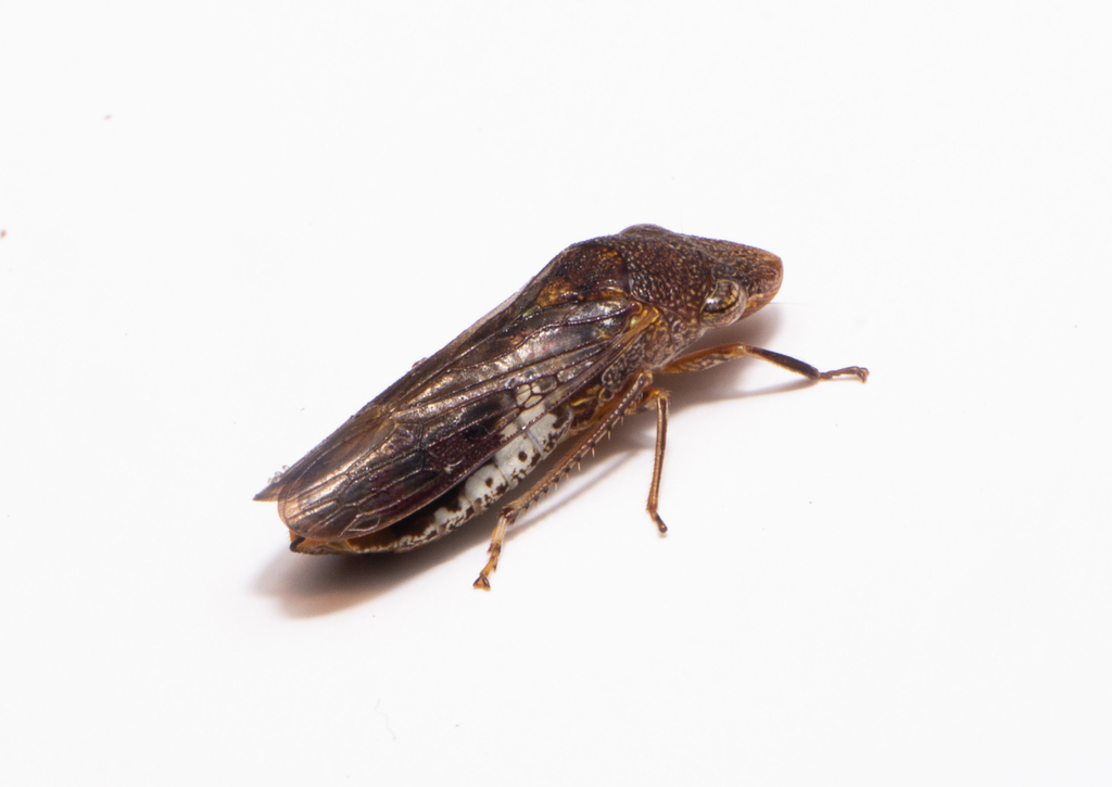Homalodisca vitripennis; (c) Riki Miller, some rights reserved (CC BY-NC), uploaded by Riki Miller